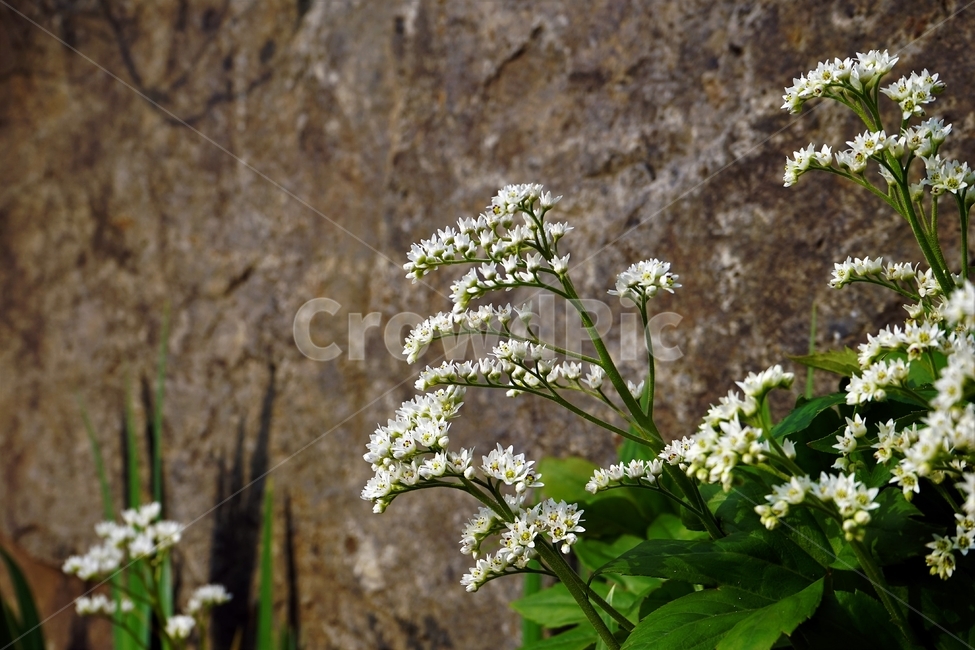 돌단풍,봄,자연,식물,꽃,mukdeniarossii,spring,nature,plant,green,식물,자연,plants,nature,꽃,flower