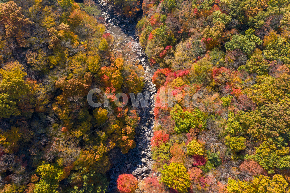 아름다운,제주,천아계곡,한라산,한라산둘레길,단풍,한국,실외,한라산국립공원,가을,계곡,계류,단풍잎,숲,등산,드론,plant,식물,leaf,잎,tree,나무,nature,자연,outdoors,옥외,가을,계절,fall,autumn,season,자연,풍경,nature,landscape