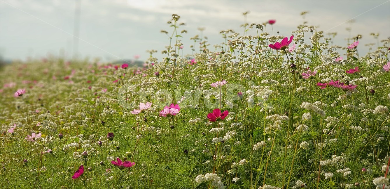 가을,꽃,코스모스,메밀,순수,식물,자연,계절,풍경,감성,flower,서정,nature,하늘,beauty,구름,가을,계절,fall,autumn,season,식물,자연,plants,nature,꽃,flower,grassland,목초지,outdoors,옥외,field,들,plant,farm,농장,rural,농촌