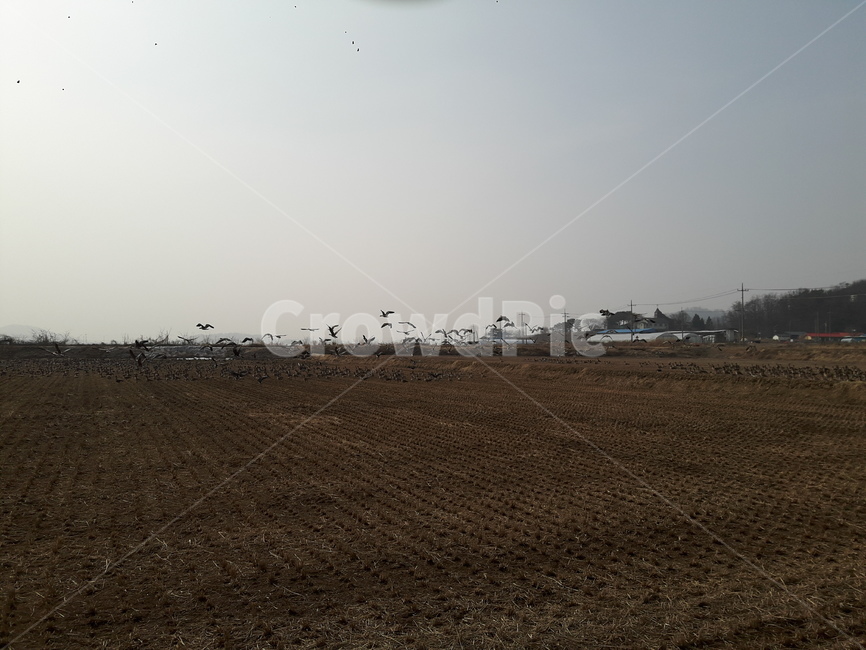 자연,풍경,철새,아름다움,생명,시골,마을,풍경,landscape,country,rural,town