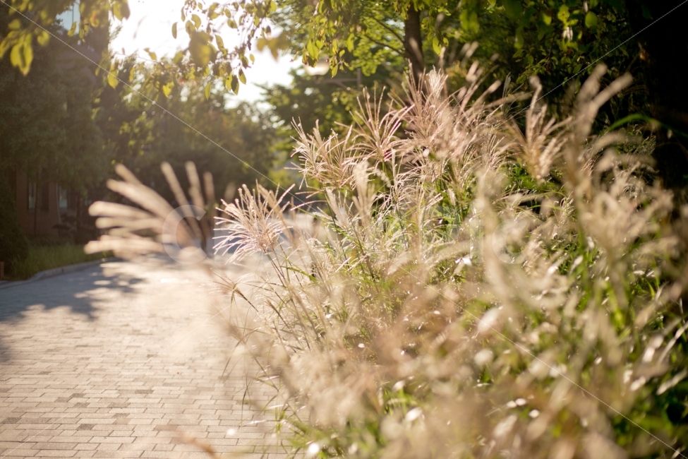 억새,가을,해질녘,풍경,식물,가을,계절,fall,autumn,season,식물,자연,plants,nature,휴식,힐링,rest,relaxation,healing,감성,sensible,feeling,path,통로,walkway,보도