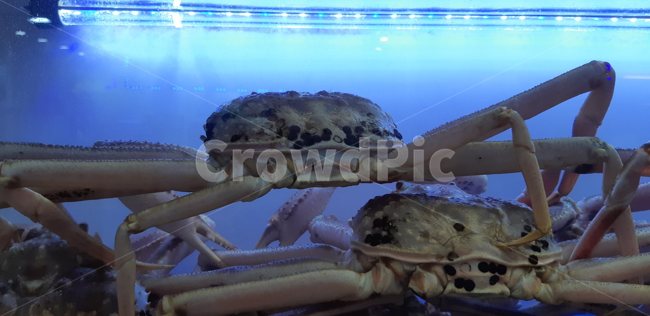 게,크랩,대게,수조속대게,crab,seafood,해양생물,food,음식,수조,수조대게