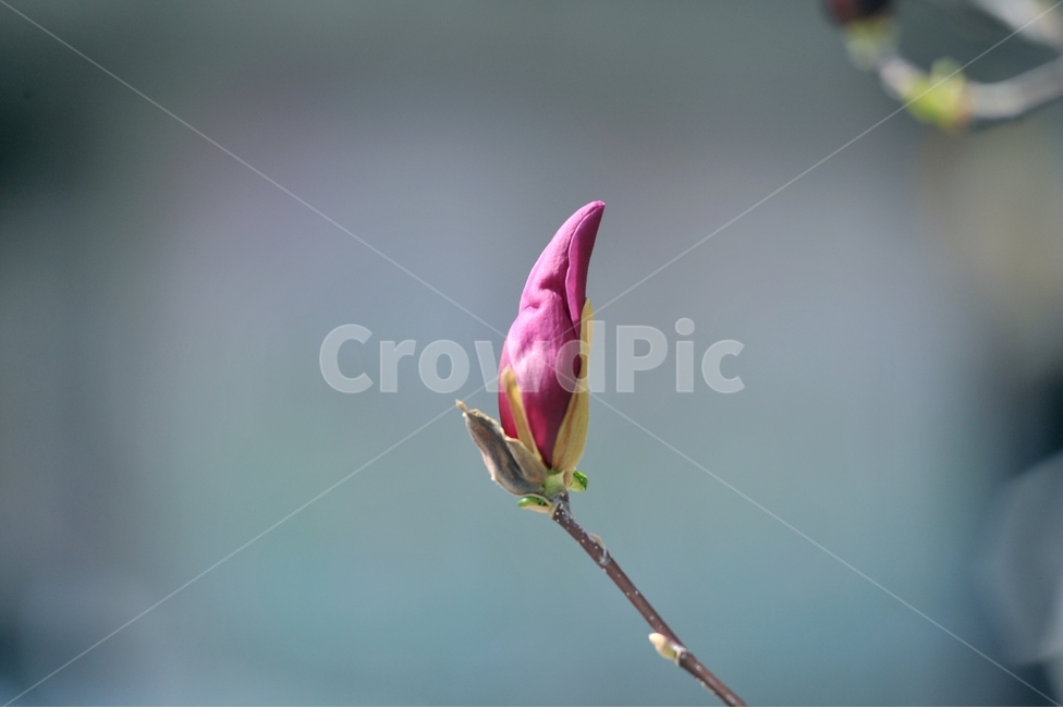목련,자목련,나무연꽃,Magnolialiliiflora,봄꽃,紫木蓮,은혜,존경,신치,방목,목필,보춘화,봄,계절,spring,season,식물,자연,plants,nature,꽃,flower,sprout,새싹,blossom,bud,싹,plant