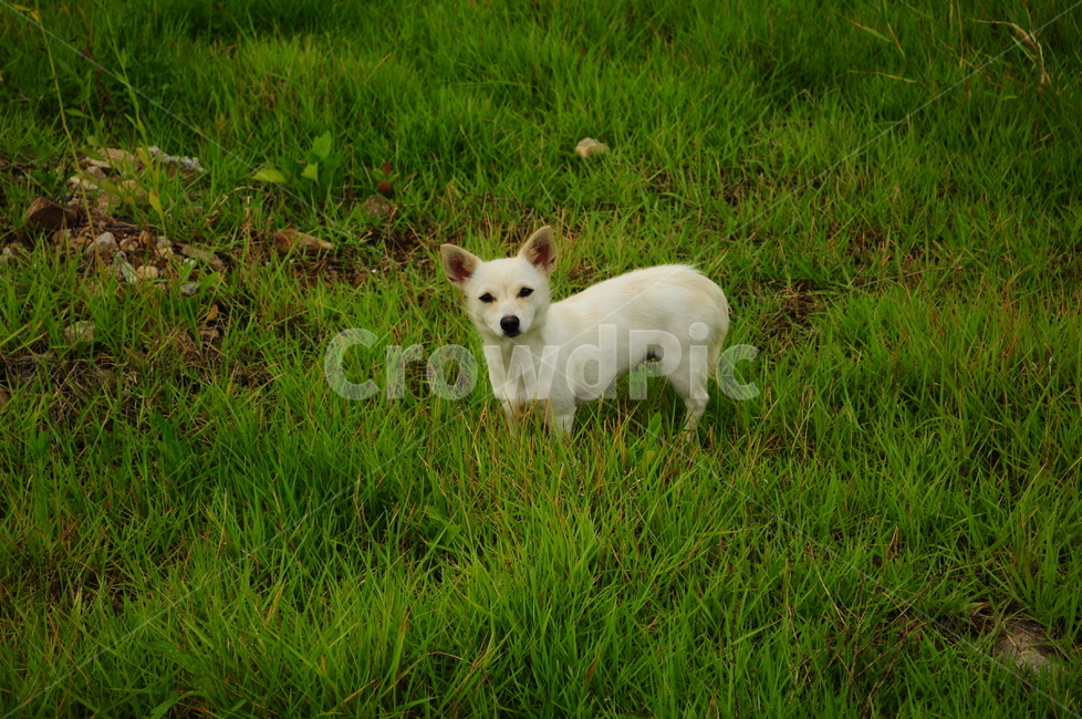 개,강아지,동물,강아지얼굴,잔디,잔디밭,동물,animal,포유류,mammal,개,강아지,dog,doggy