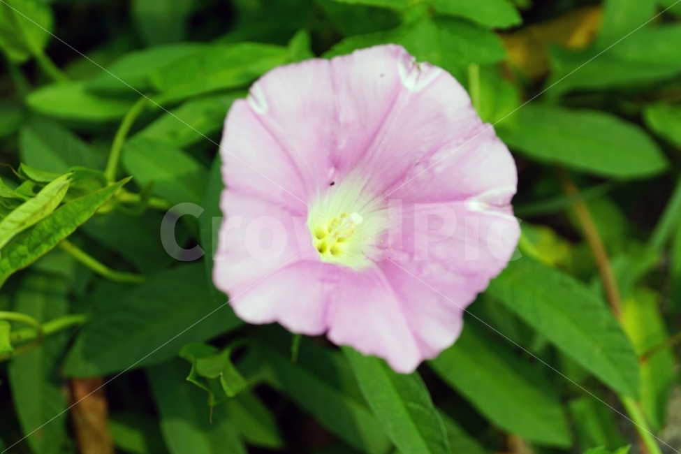메꽃,꽃,플라워,식물,자연,이파리,flower,nature,풍경,landscape,힐링,힐링사진,감동,감동사진,꽃사진,접사,macro,느낌,분위기,feel,feeling,스냅,스냅사진,스넵,스넵사진,snap,snapshot,한국자연,한국의자연,plant,plants,여름꽃,꽃밭,화단,8월,August,여름,summer,계절,season,식물,자연,plants,nature,꽃,flower