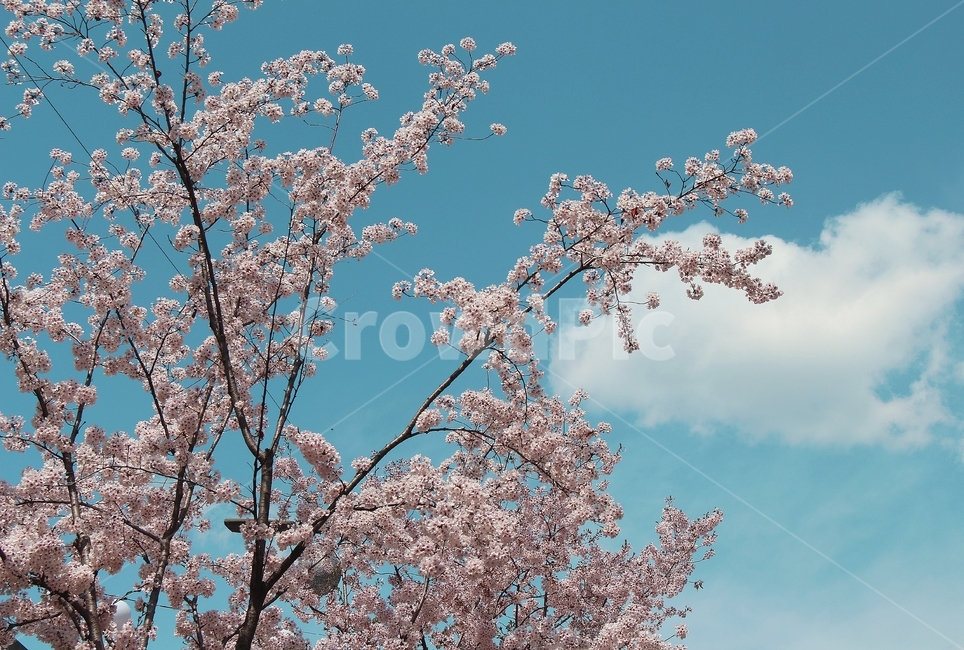 벚꽃,벚꽃나무,봄,spring,blossom,flower,꽃