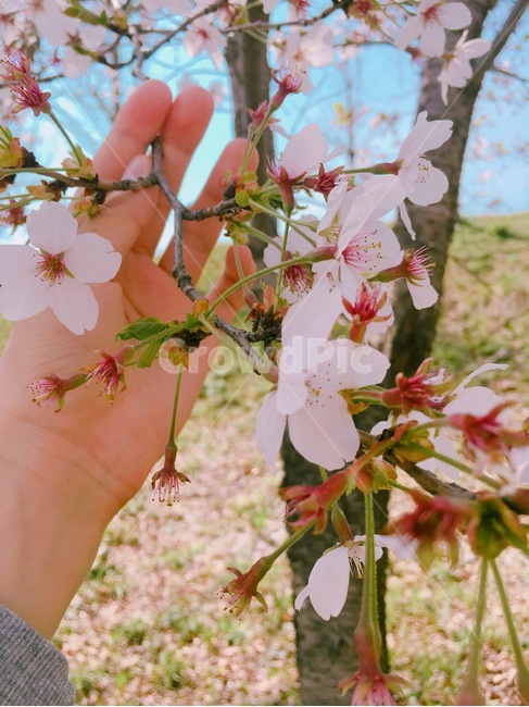 벚꽃,안강,경주,봄,가로수,봄,계절,spring,season,식물,자연,plants,nature,꽃,flower,plant