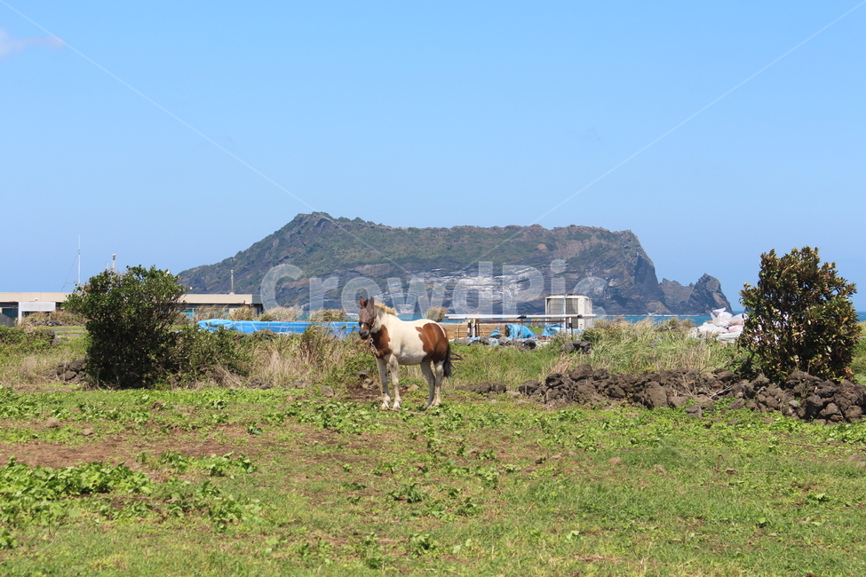 제주도,섭지코지,성상일출봉,말,하늘,구름,자연,풍경,nature,landscape,한국자연풍경,한국자연경관,korea nature landscape,제주도,jeju,jeju island,동물,animal,포유류,mammal,horse,outdoors,옥외
