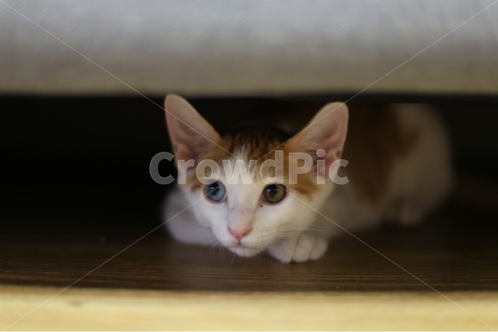고양이,코리안숏헤어,분양,cat,오드아이,oddeye,길고양이,입양,새끼고양이,동물,animal,포유류,mammal,고양이,cat,kitten,kitty