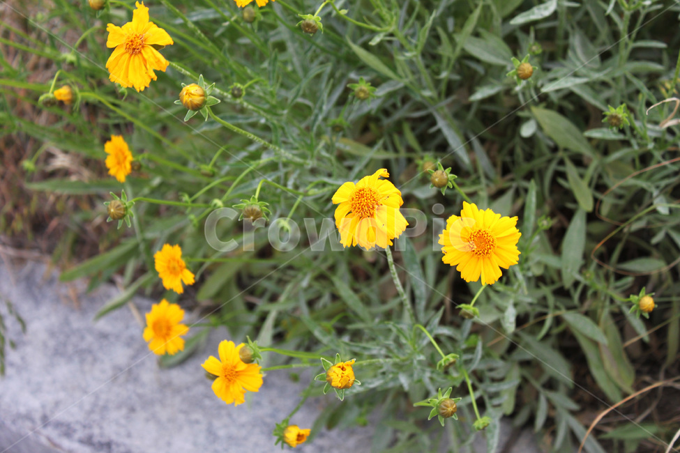 꽃,풀,식물,자연,봄,공원,flower,plant,nature,spring,park