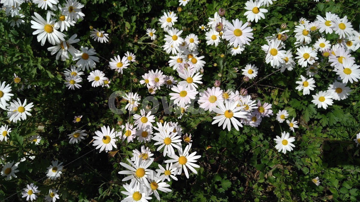 식물,꽃,flower,daisy,구절초,흰색꽃,가을