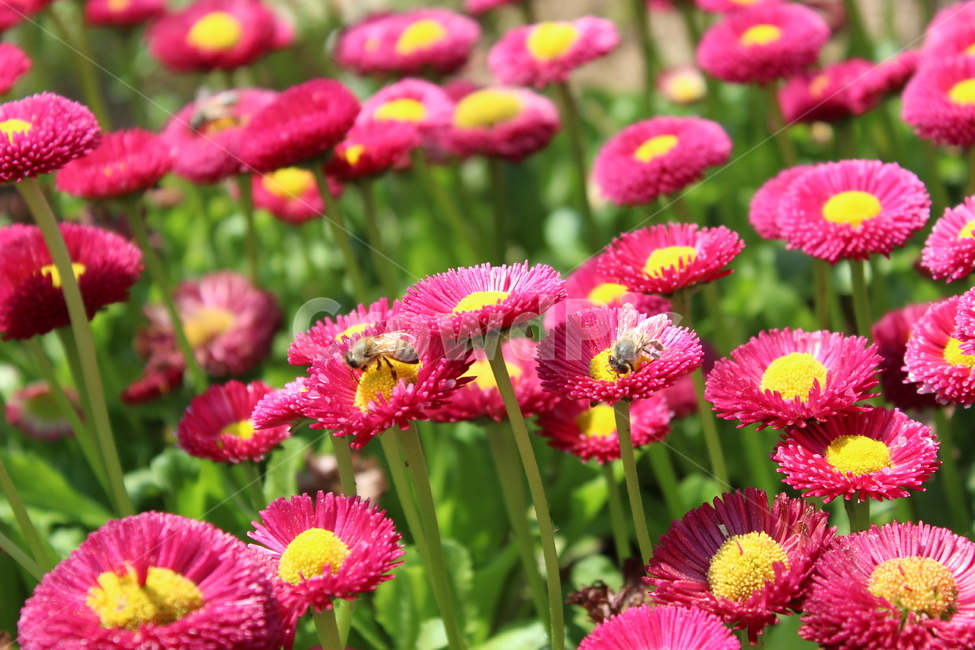 데이지속,꽃,꿀벌,식물,꽃밭,식물,자연,plants,nature,꽃,flower