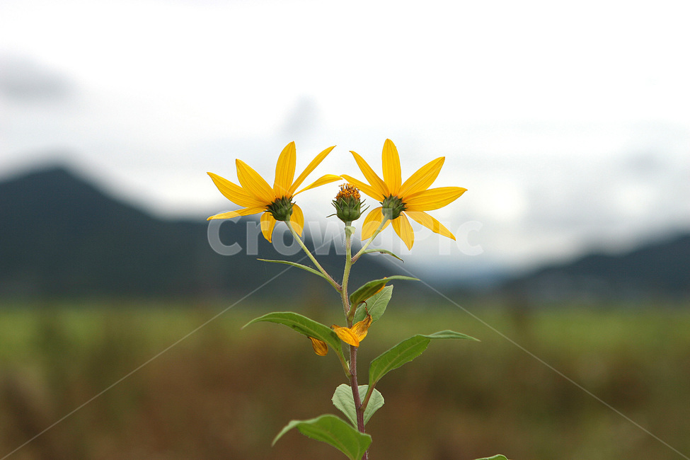 꽃,노랑꽃,가을꽃,식물,flower,식물,자연,plants,nature,꽃,flower