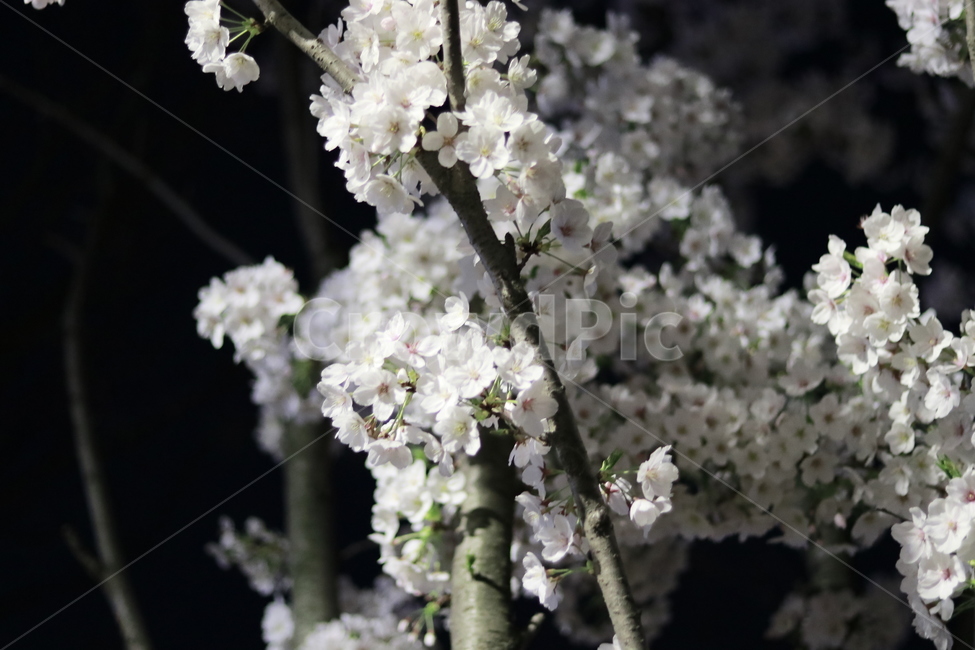 plant,식물,blossom,꽃,벚꽃