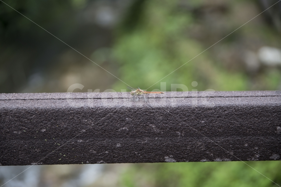 곤충,잠자리,고추잠자리,드래곤플라이,살포시,동물,animal,곤충,벌레,insect,bug