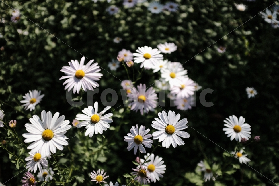 꽃,구절초,식물,가을,감성,식물,자연,plants,nature,꽃,flower