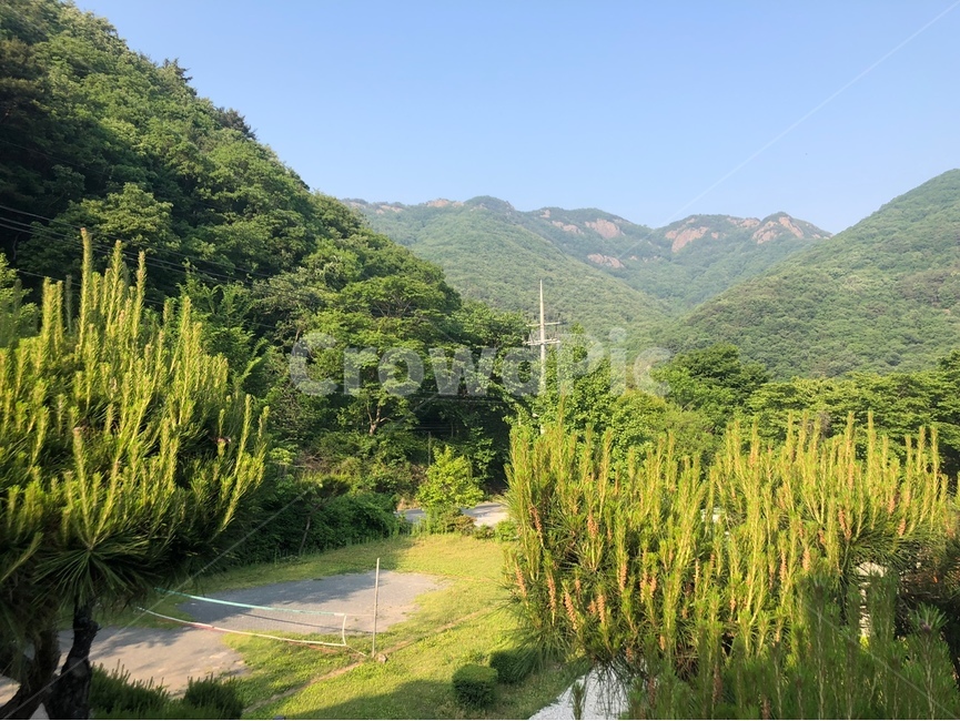 숲,나무,초록,산,풀