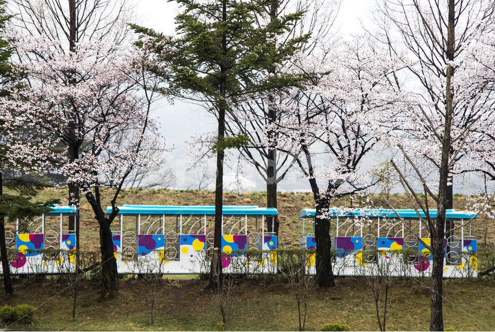 놀이공원,놀이열차,벚꽃,봄,풍경,문양,봄,계절,spring,season,놀이공원,놀이동산,놀이터,amusement park,playground,tree,나무,plant,식물