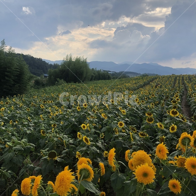 식물,plant,해바라기,하늘,자연,자연,풍경,nature,landscape,꽃,flower
