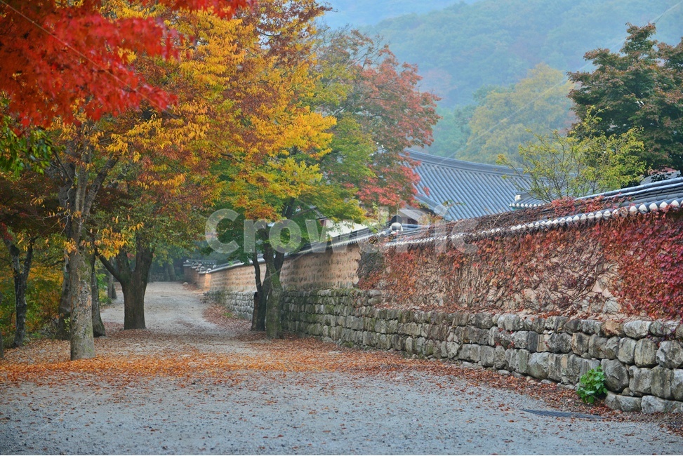 path,통로,walkway,보도,wall,벽,plant,식물,tree,나무,outdoors,옥외,treetrunk,나무줄기,고창,선운사,도솔천,선운사가을,추색,만추,가을