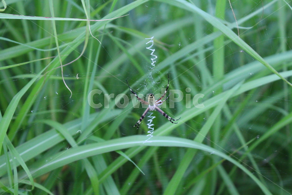 거미,곤충,벌레,클로즈업,spider,곤충,벌레,insect,bug