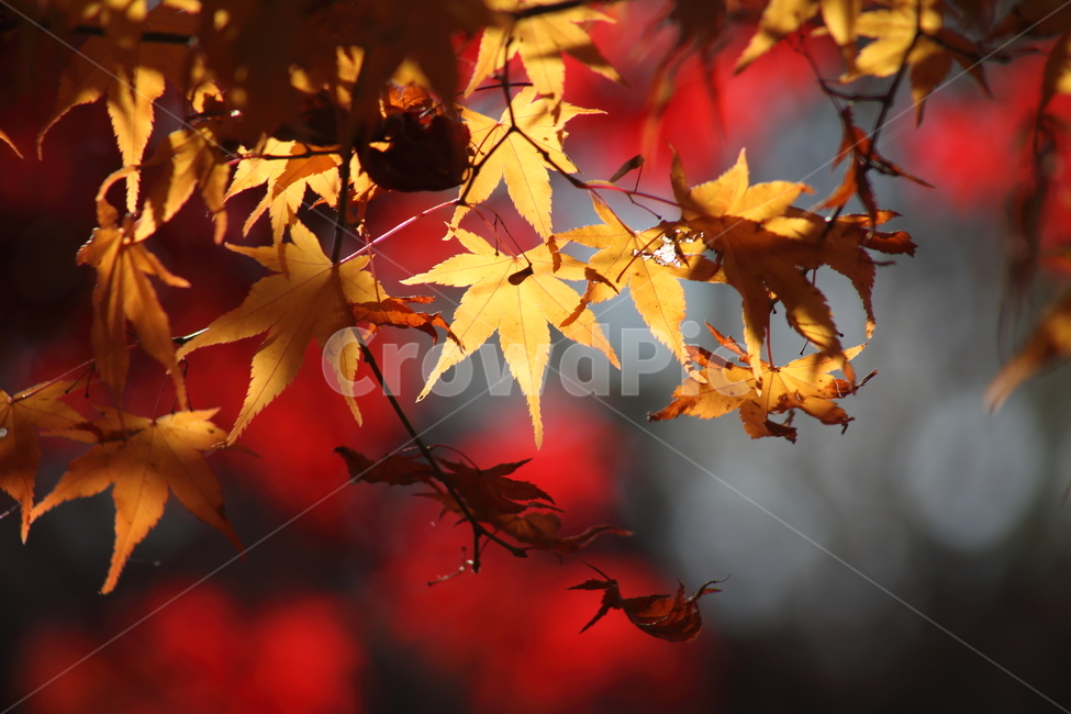 단풍,단풍나무,엽록소,가을,redleaves,가을,계절,fall,autumn,season,식물,자연,plants,nature,leaf,잎,plant,tree,나무