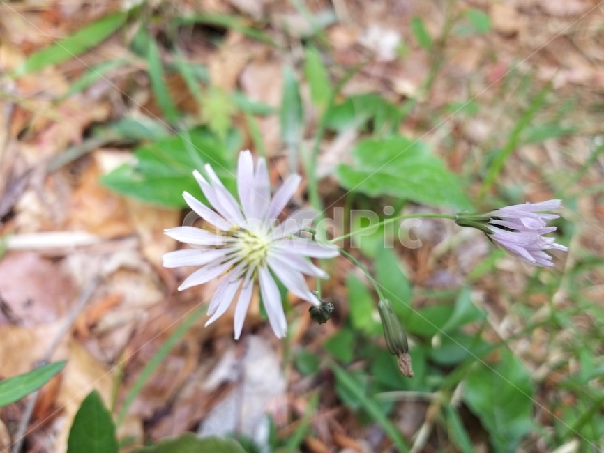 plant,식물,flower,blossom,꽃,들꽃,식물,자연,plants,nature,꽃,flower