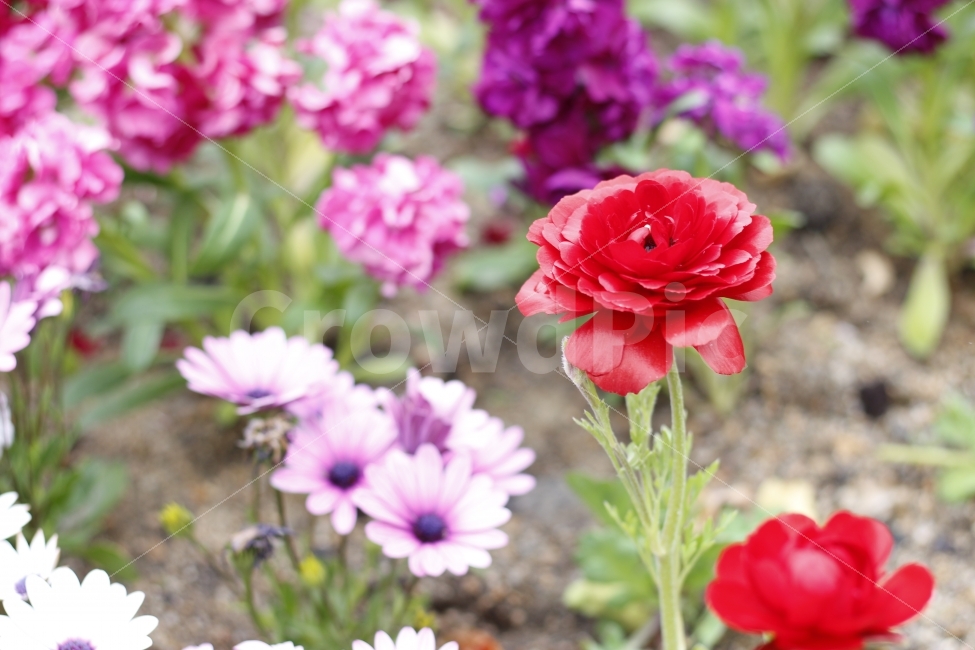 	flower,spring,봄,자연,꽃,식물,식물,자연,plants,nature,꽃,flower