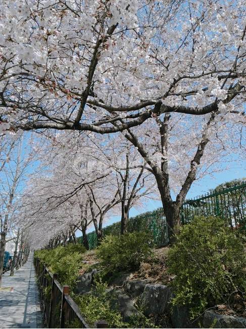 plant,식물,벚꽃,blossom,cherryblossom,봄,계절,spring,season