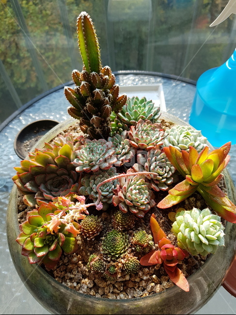 국화,식물,보라색꽃,다육이,다육이화분,식물,자연,plants,nature