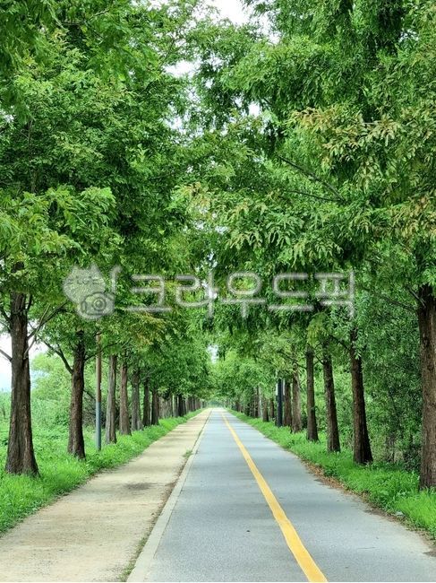 자전거길,가로수,나무,울창한,봄,여름,길,직선,소실점,road,도로,garden,outdoors,옥외,산책,거리,운동,자연,수직의,초록색,풀