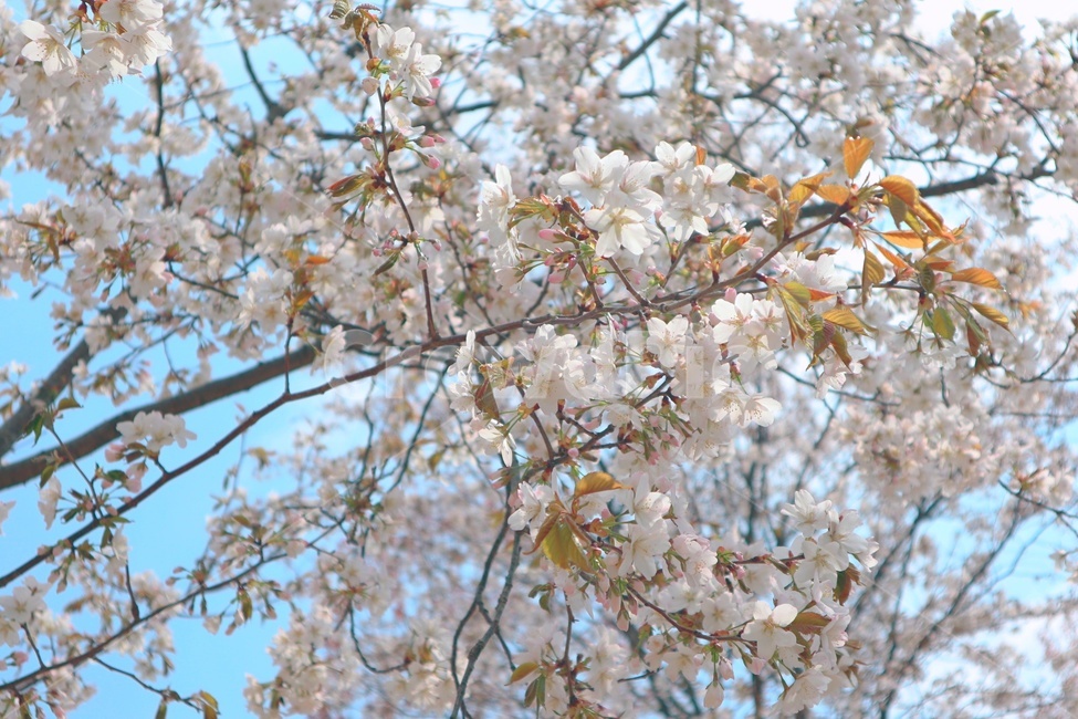 봄,꽃,나무,계절,자연,spring,flower,tree,season,힐링,healing,봄,계절,spring,season,식물,자연,plants,nature,꽃,flower,plant,blossom,cherry blossom,벚꽃