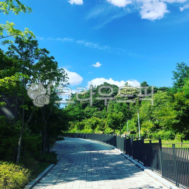 거리,푸른하늘,나무거리,맑은날씨,산책길,summer,여름,sunnyweather,walkingpath,treestreet,bluesky,distance,길,road