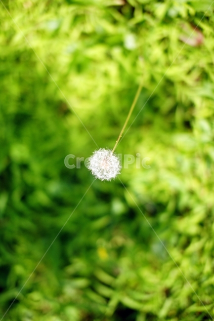 민들레,홀씨,민들레홀씨,여름,봄,꽃,식물,자연,plants,nature,꽃,flower