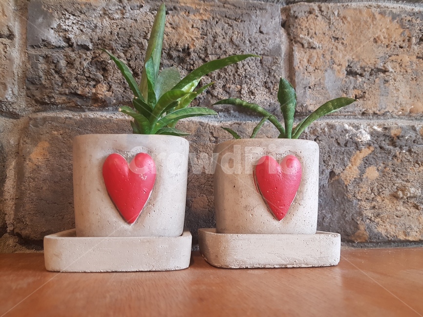 식물,화분,하트,인테리어,카페,식물,자연,plants,nature,실내용화초,화분,화초,house plant,인테리어,실내디자인,interior design