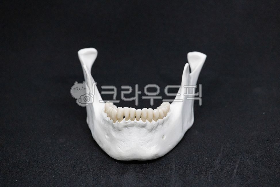 할로윈,할로윈데이,할로윈축제,호러,뼈,턱뼈,하악골,mandible,jaw,무서움,귀신,공포,horror,축제,행사,이벤트,event,holloweenparty,festival,검은배경