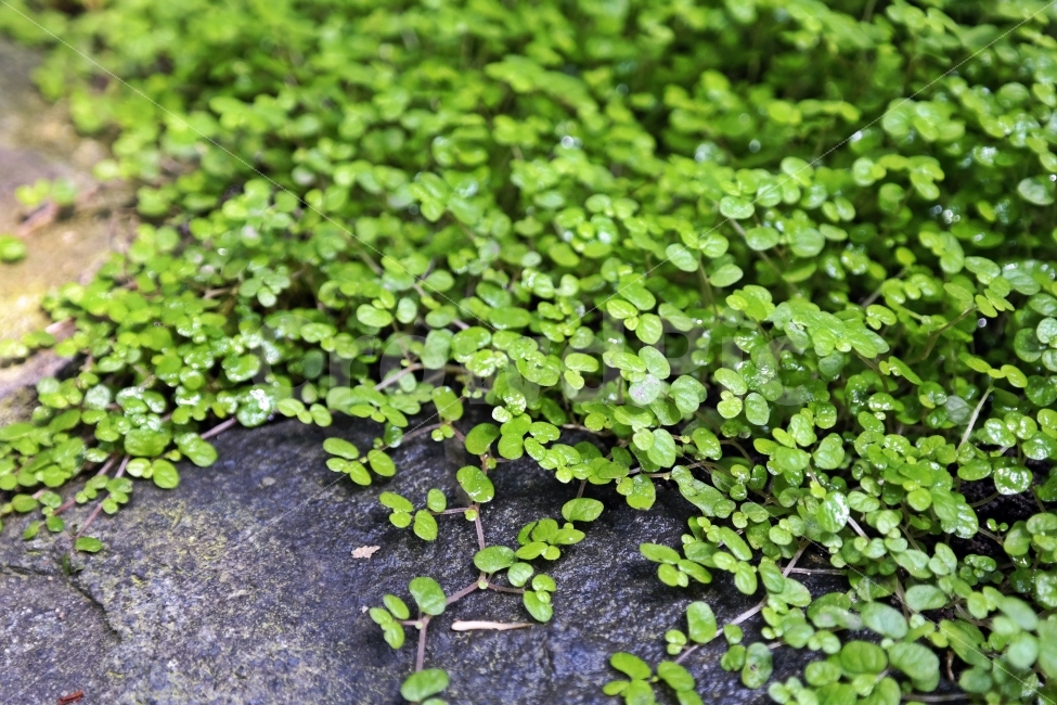 싱그러운,이미지,토끼풀,클로바,클로버,네잎,행운,촉촉한,깨끗한,맑은,이슬,힐링,가벼운,뷰티,습기,윤기,식물,식물,자연,plants,nature
