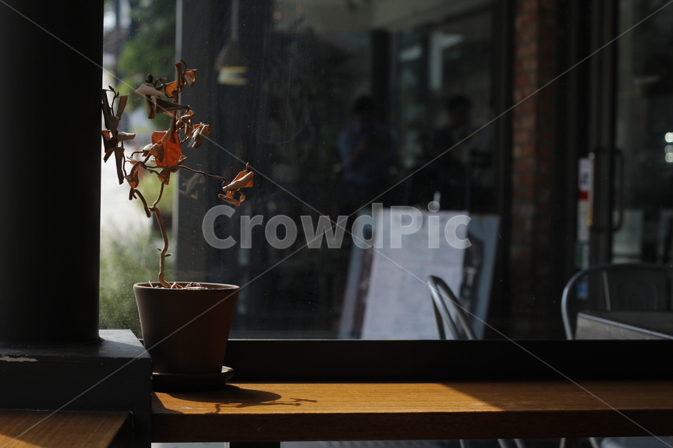 카페,빛,햇빛,그림자,화분,실내용화초,화분,화초,house plant
