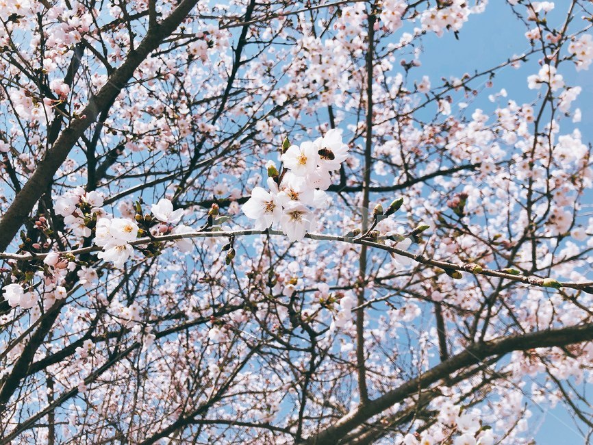 벚꽃,꽃,cherryblossom,봄,spring,봄,계절,spring,season,식물,자연,plants,nature,꽃,flower,plant,cherry blossom,blossom