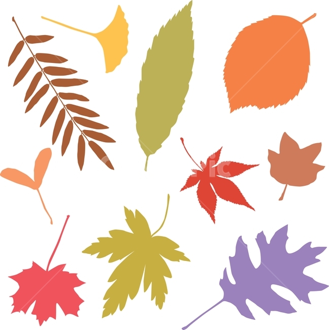 벡터,eps,vector,가을,낙엽,leaves,autumn,fall,season,colorful,가을소스,디자인소스,패턴,pattern,패턴소스,잎새,잎사귀,식물,다양한,various,different,fallenleaves,일러스트레이션,illustration,단풍잎,은행잎,클로버,토끼풀,아카시아잎,떡갈나무,참나무잎,플라타너스,단색,가을분위기,가을소재,시즌,계절,9월,10월,11월,가을,계절,fall,autumn,season,그래픽,일러스트레이션,graphic,illustration,plant,leaf,잎,tree,나무