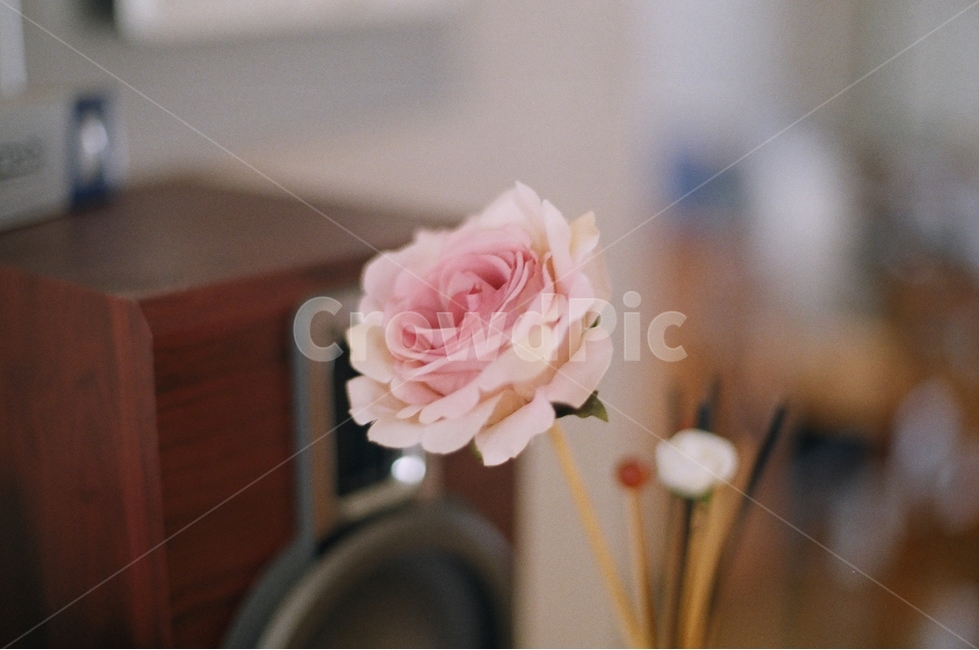 꽃,디퓨저,스피커,flower,diffuser,speaker,indoor,실내