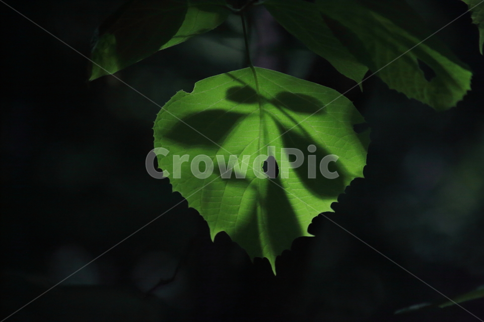잎,초록,봄,그림자,leaf