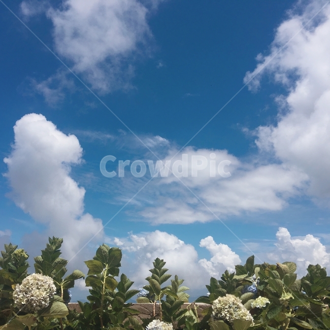 cloud,sky,nature,hydrangea,Wallpapers,Sunny