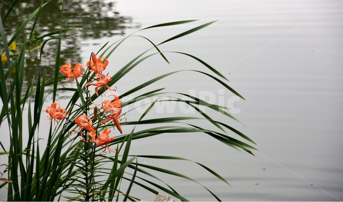 꽃,연못,자연,봄,호수,식물,자연,plants,nature,꽃,flower