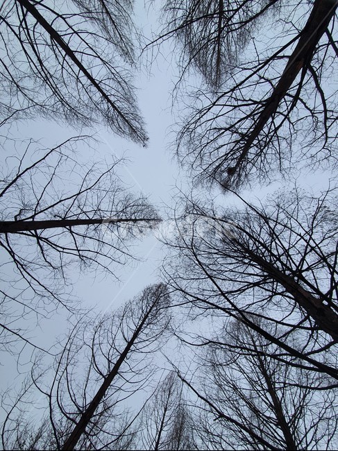나무,하늘,흐린날,앙상한,가지,tree,plant,식물,자연,만물,숲,길,산책,걸음,하루,공원