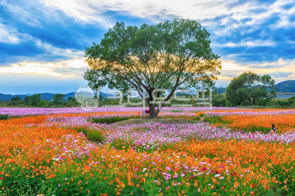Yellow cosmos,cosmos,autumn,flower,season,September,October,sunset,evening,glow,yellow,pink,pink,sky,cloud,autumn scenery,autumn background,autumn image,sky,cloud,color,scenery,nature,Haman,Akyang embankment,riverside,autumn,fal