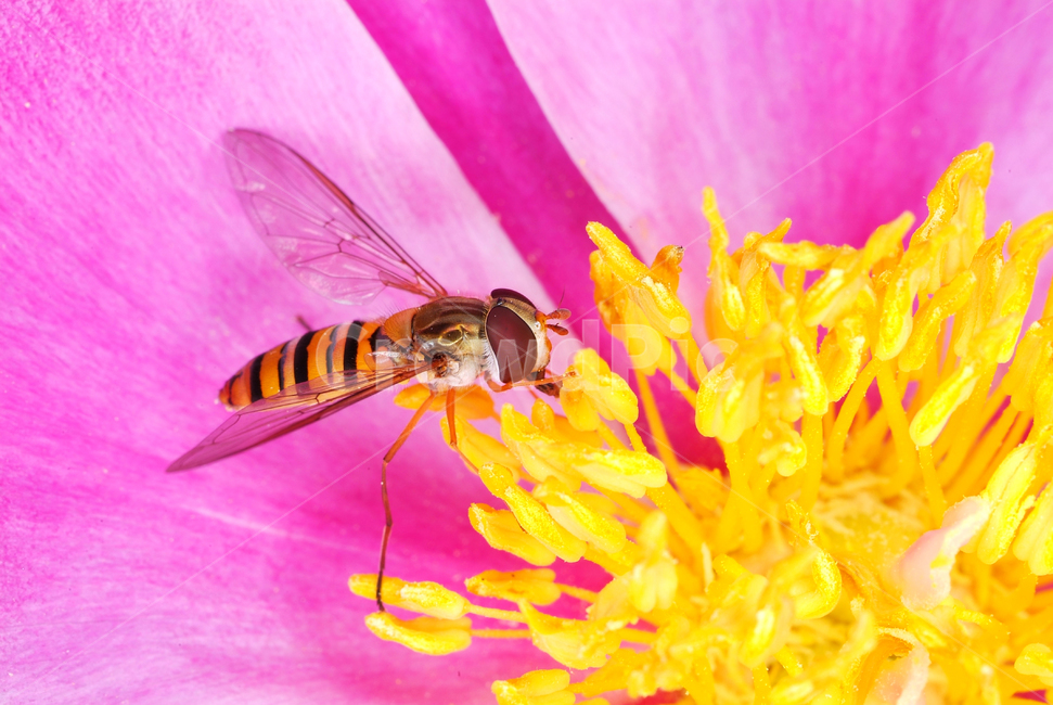 응애,곤충,봄,꽃,접사촬영,동물,animal,곤충,벌레,insect,bug