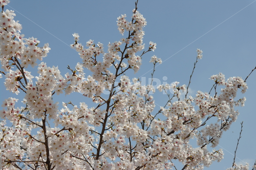 벚꽃,꽃,봄,하늘,자연,봄,계절,spring,season,식물,자연,plants,nature,꽃,flower,plant,blossom