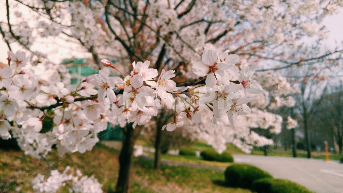 벚꽃,cherryblossoms,봄,spring,벚꽃나무,학교,봄,계절,spring,season,식물,자연,plants,nature,꽃,flower,plant,blossom,cherry blossom