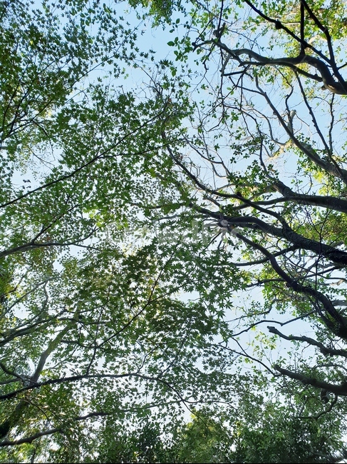숲,forest,나뭇잎,하늘,sky,나무,숲속,green,tree,leaf,자연,풍경,nature,landscape,plant,식물,tree trunk,나무 줄기